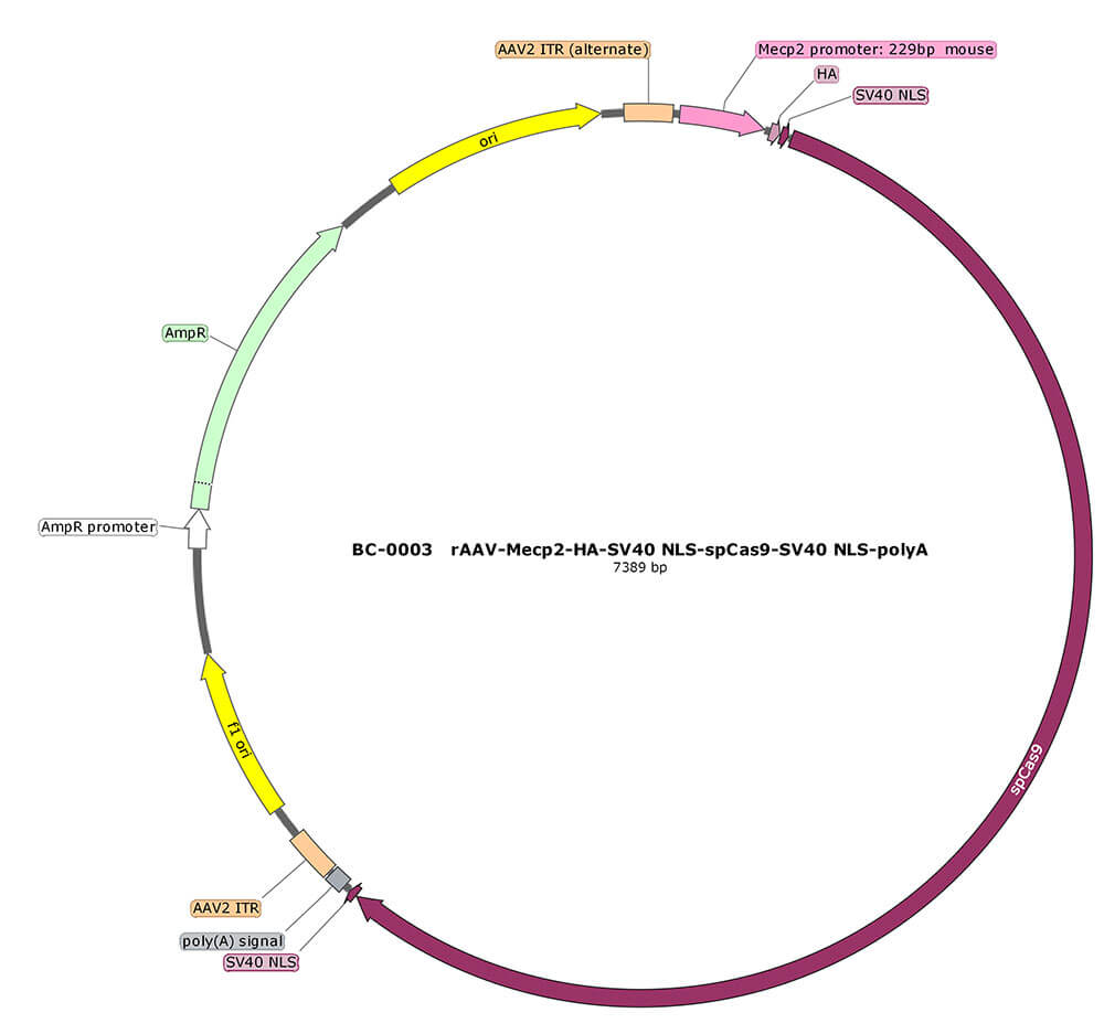 rAAV-MeCP2-HA-SV40 NLS-SpCas9-SV40 NLS