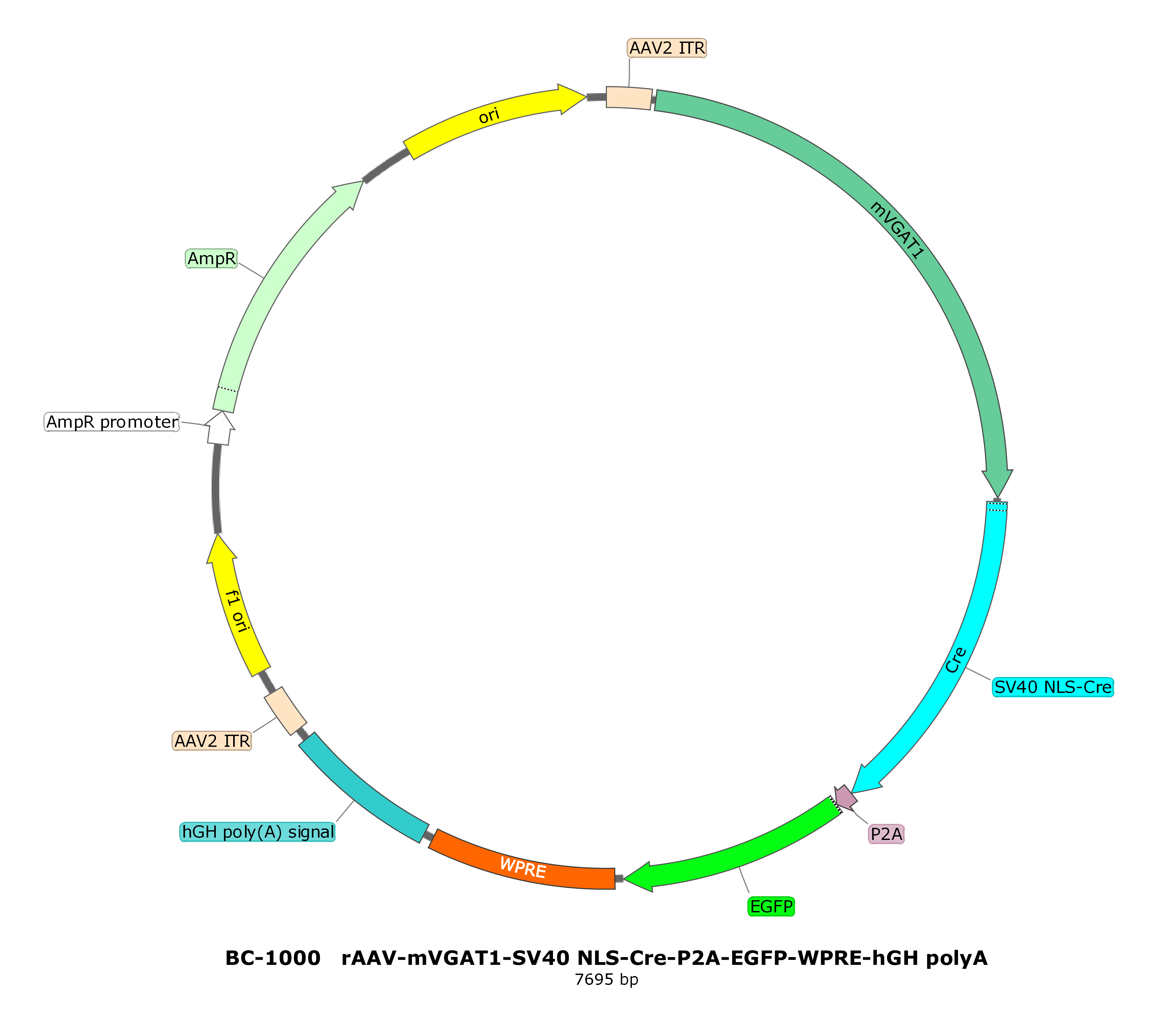 rAAV-mVGAT1-SV40 NLS-Cre-P2A-EGFP