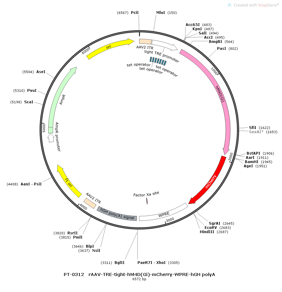 rAAV-TRE3G-hM4D(Gi)-mCherry-WPRE-hGH polyA