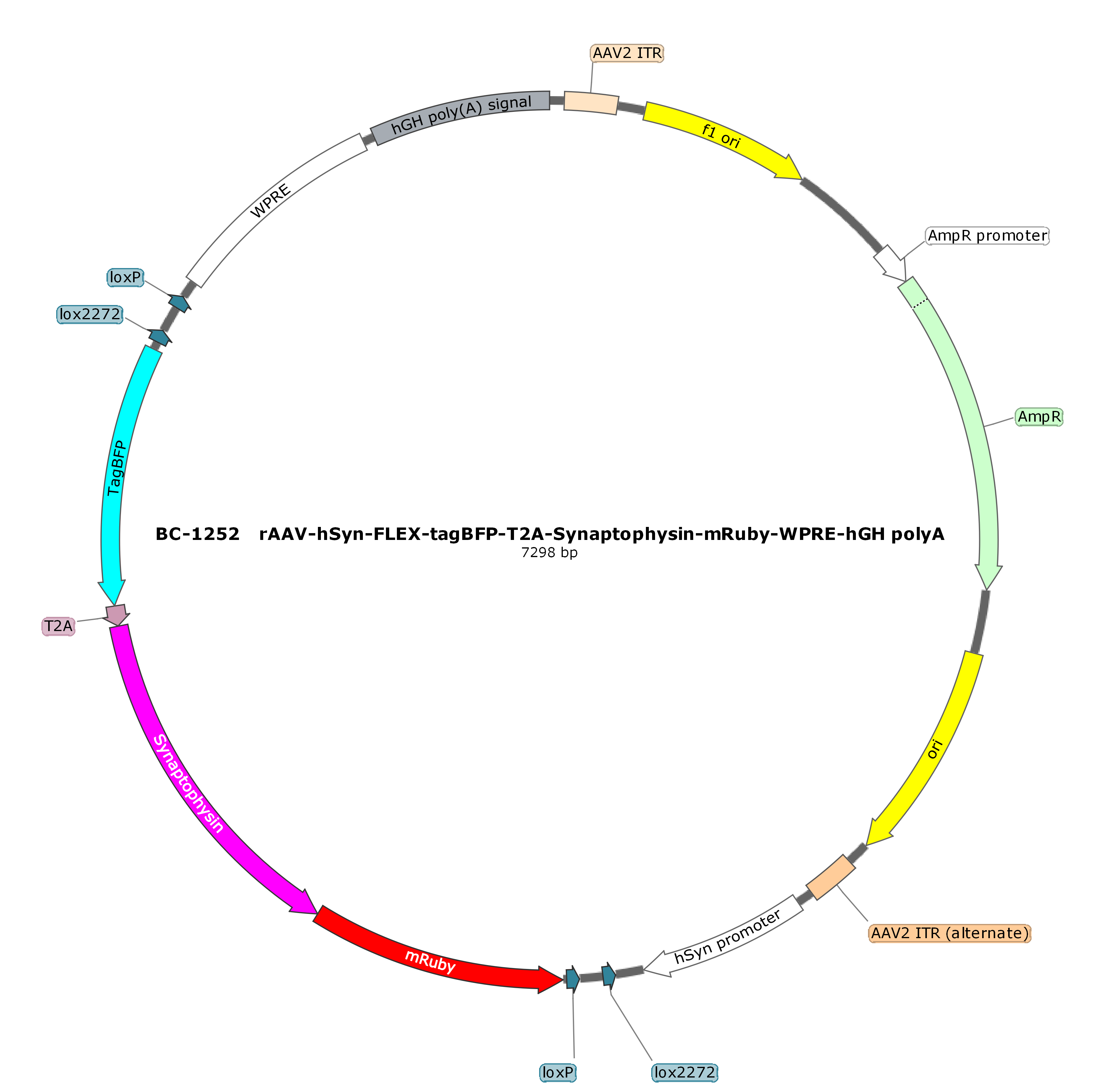 rAAV-hSyn-FLEX-tagBFP-T2A-Synaptophysin-mRuby