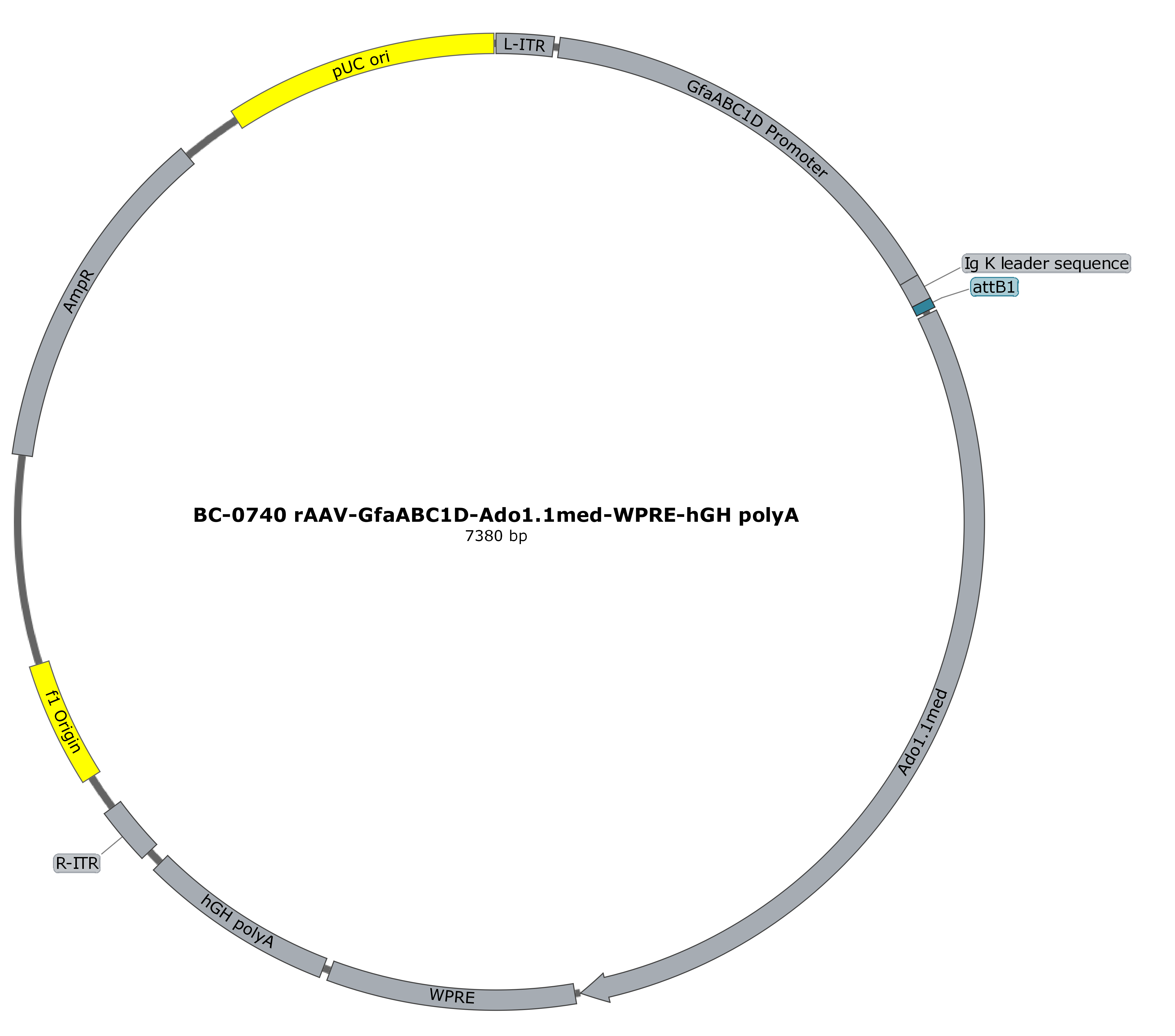 rAAV-GfaABC1D-Ado1.1med