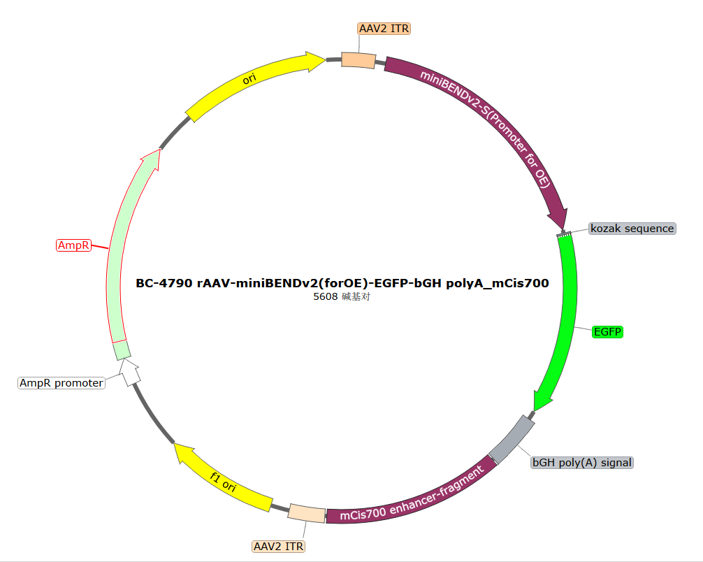 rAAV-miniBENDv2(forOE)-EGFP-bGHpolyA-mCis700