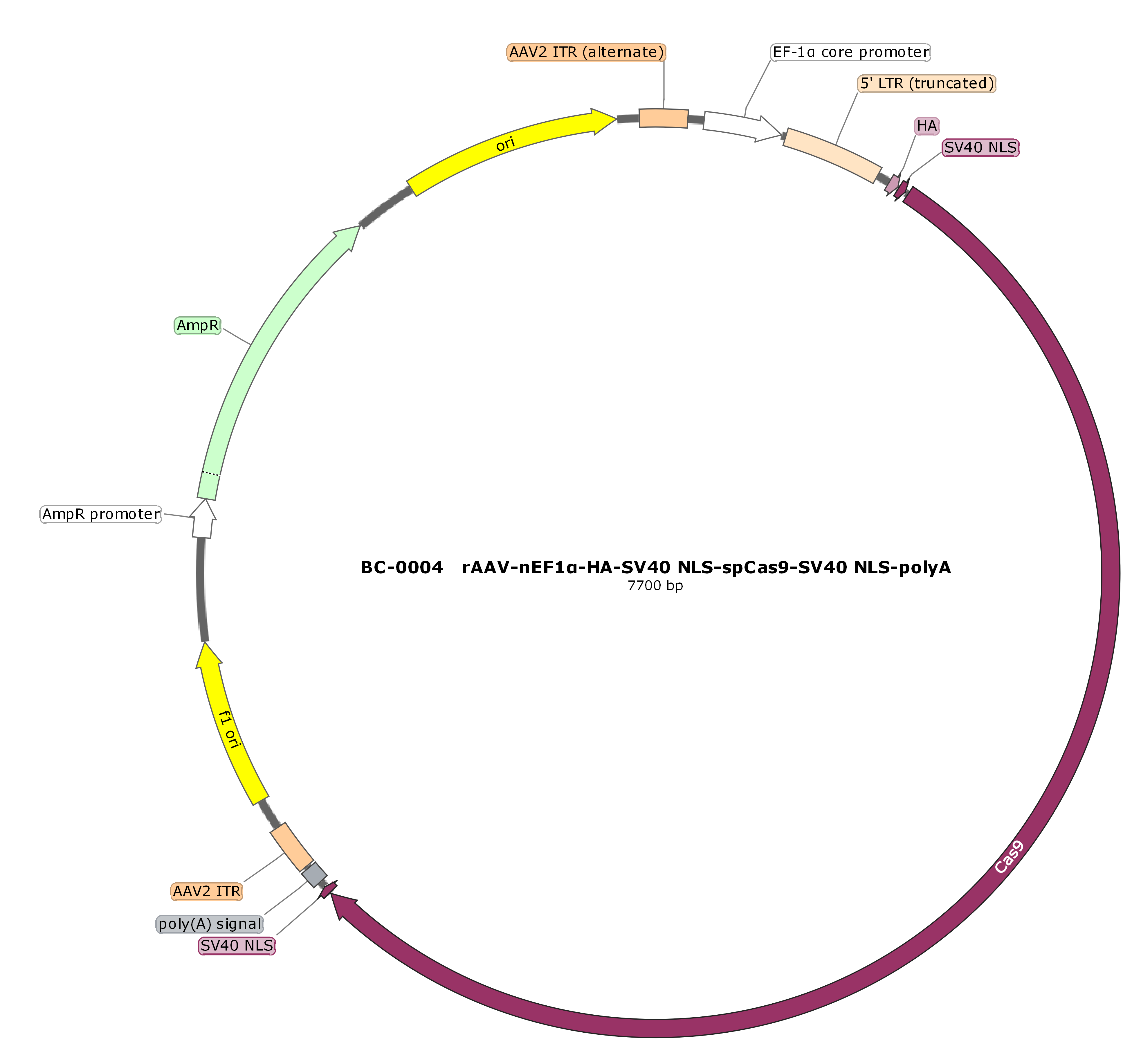 rAAV-nEF1α-SpCas9-SV40 NLS