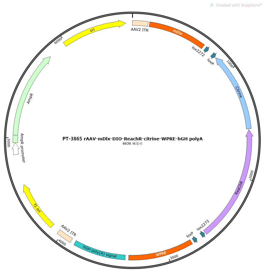 rAAV-mDlx-DIO-ReachR-Citrine-WPRE-hGH polyA