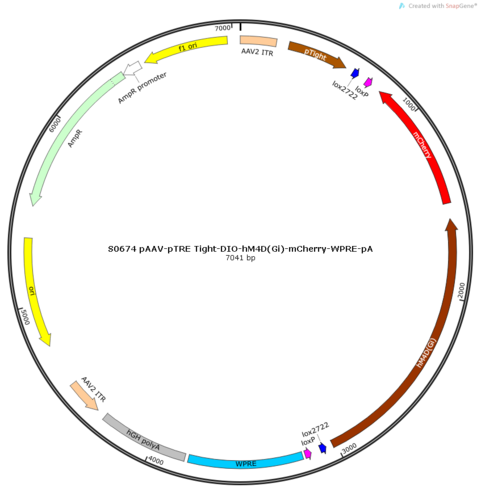 AAV2/9-pTRE Tight-DIO-hM4D(Gi)-mCherry-ER2-WPRE-pA