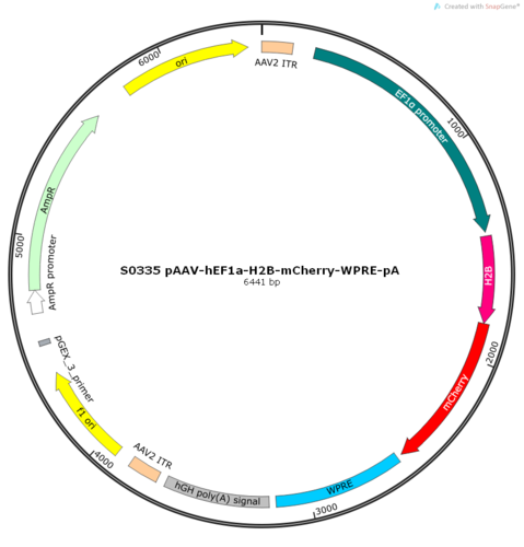 AAV2/8-hEF1a-H2B-mCherry-WPRE-pA
