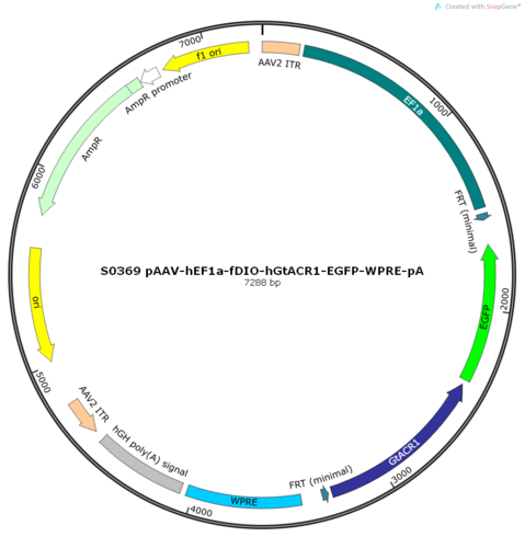AAV2/9-hEF1a-fDIO-hGtACR1-EGFP-ER2-WPRE-pA