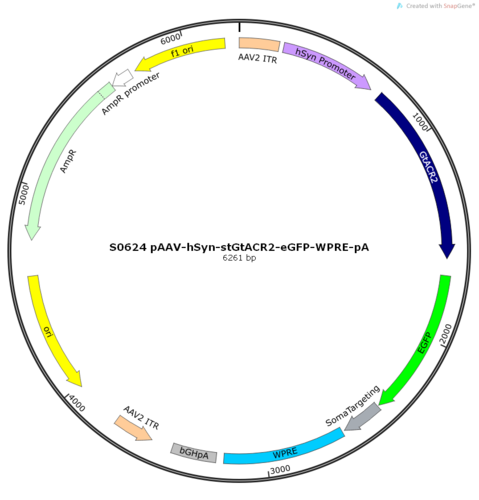 AAV2/9-hSyn-stGtACR2-eGFP-WPRE-pA