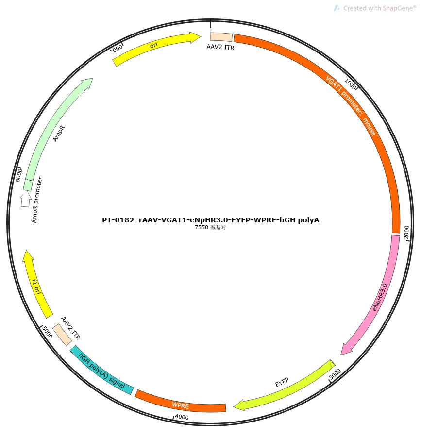 rAAV-VGAT1-eNpHR3.0-EYFP-WPRE-hGH polyA