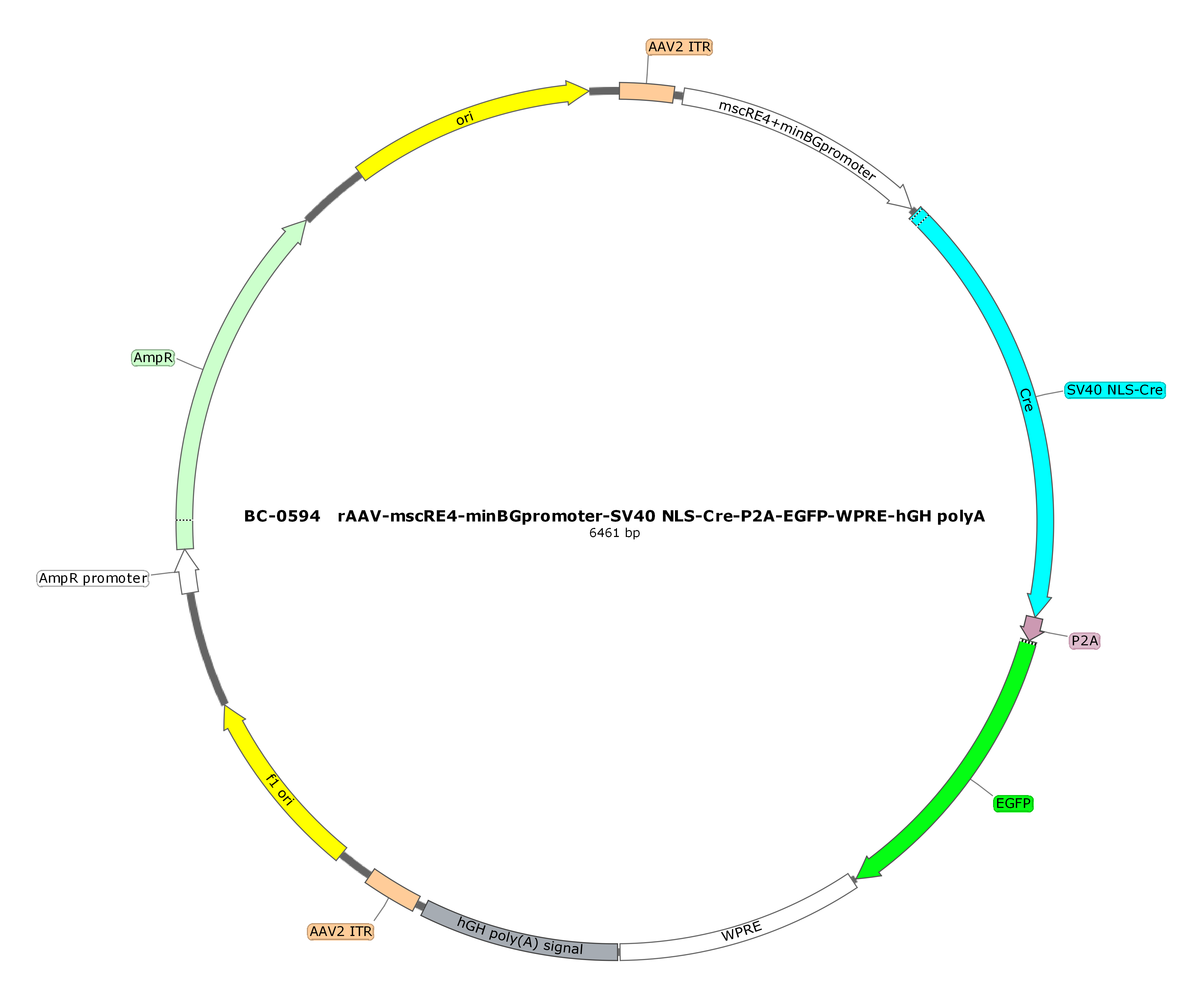 rAAV-mscRE4-minBGpromoter-SV40 NLS-Cre-P2A-EGFP