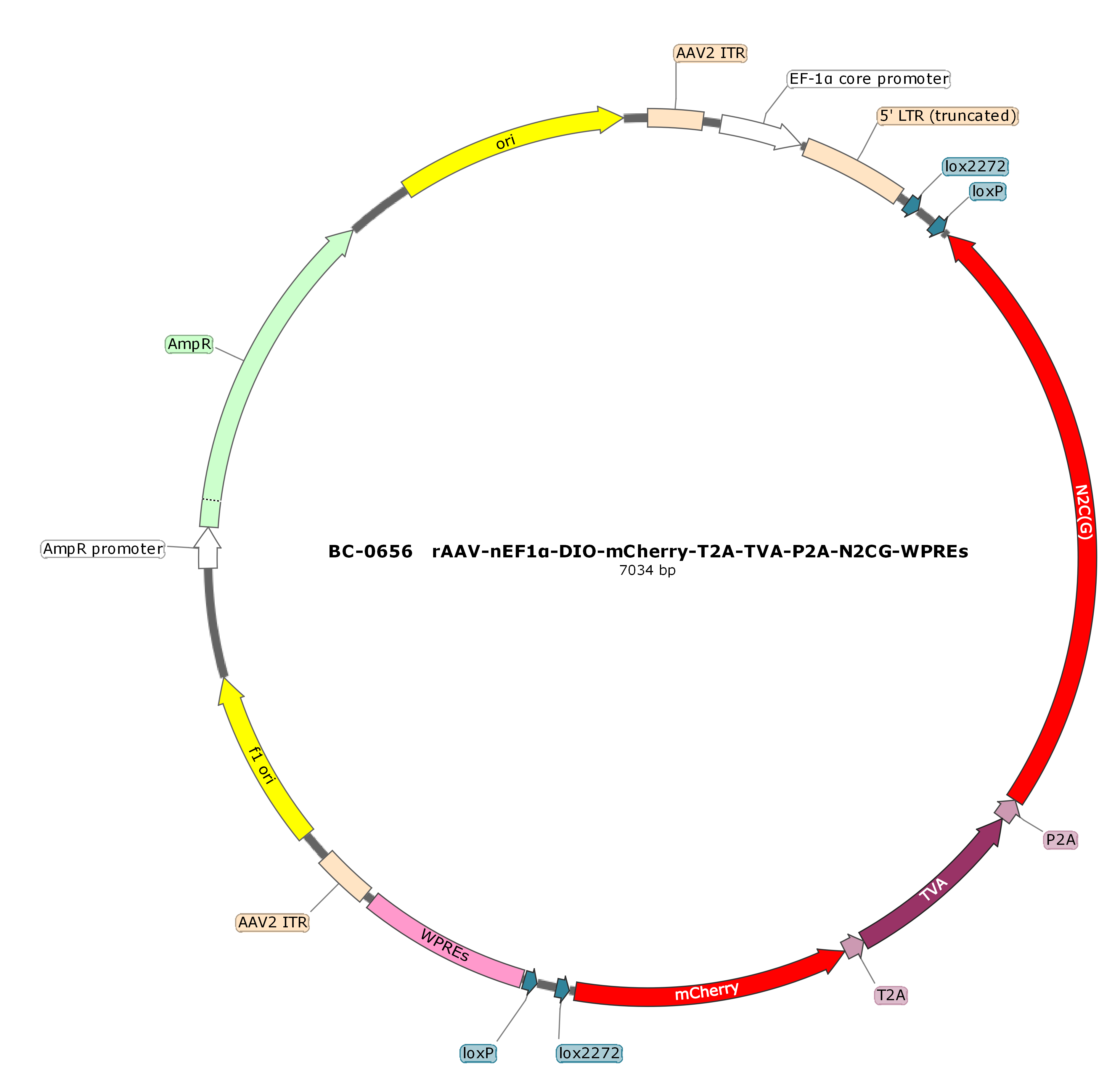 rAAV-nEF1α-DIO-mCherry-T2A-TVA-P2A-N2CG