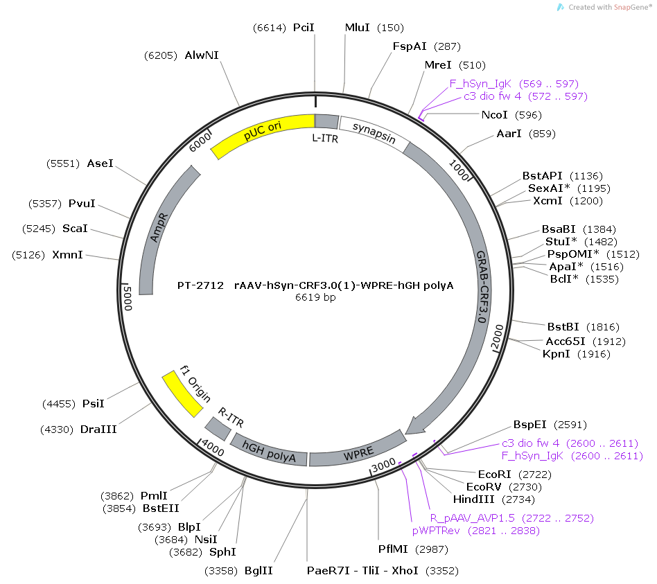 rAAV-hSyn-CRF3.0(1)-WPRE-hGH polyA