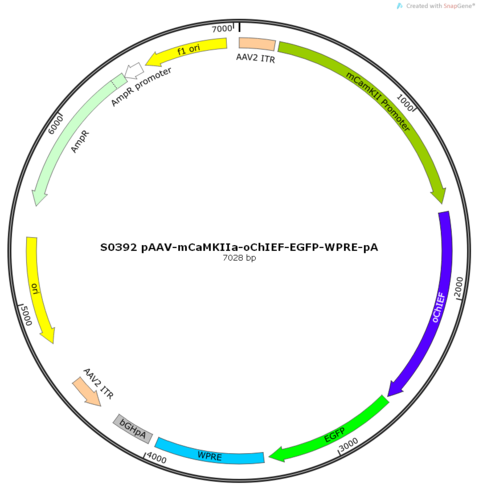 AAV2/5-mCaMKIIa-oChIEF-EGFP-ER2-WPRE-pA