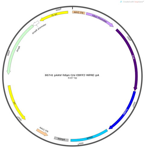 AAV2/9-hSyn-iCre-eBFP2-WPRE-pA