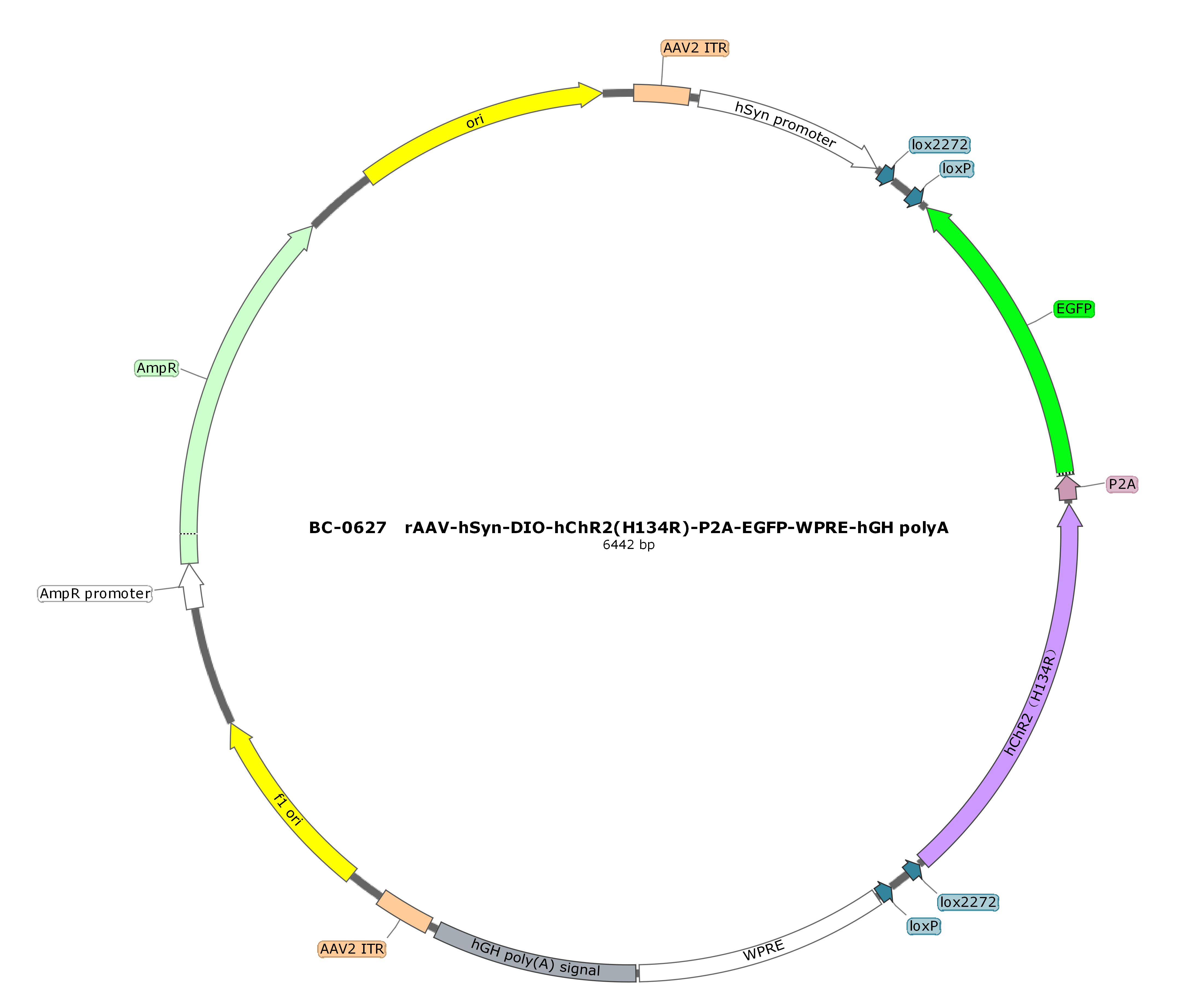 rAAV-hSyn-DIO-hChR2(H134R)-P2A-EGFP