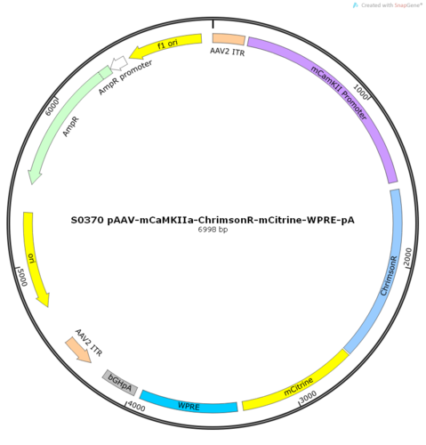 AAV2/9-mCaMKIIa-ChrimsonR-mCitrine-ER2-WPRE-pA