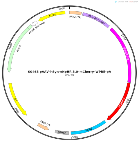 AAV2/9-hSyn-eNpHR 3.0-mCherry-WPRE-pA