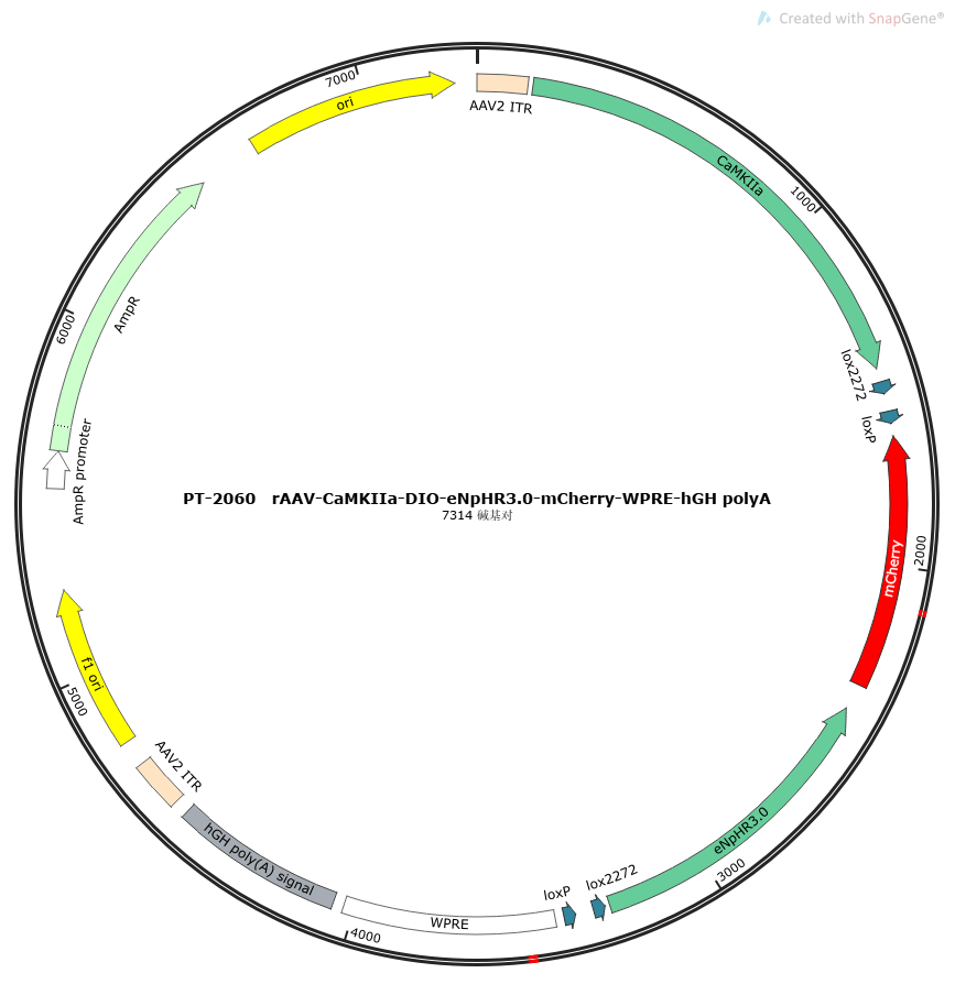rAAV-CaMKIIa-DIO-eNpHR3.0-mCherry-WPRE-hGH polyA