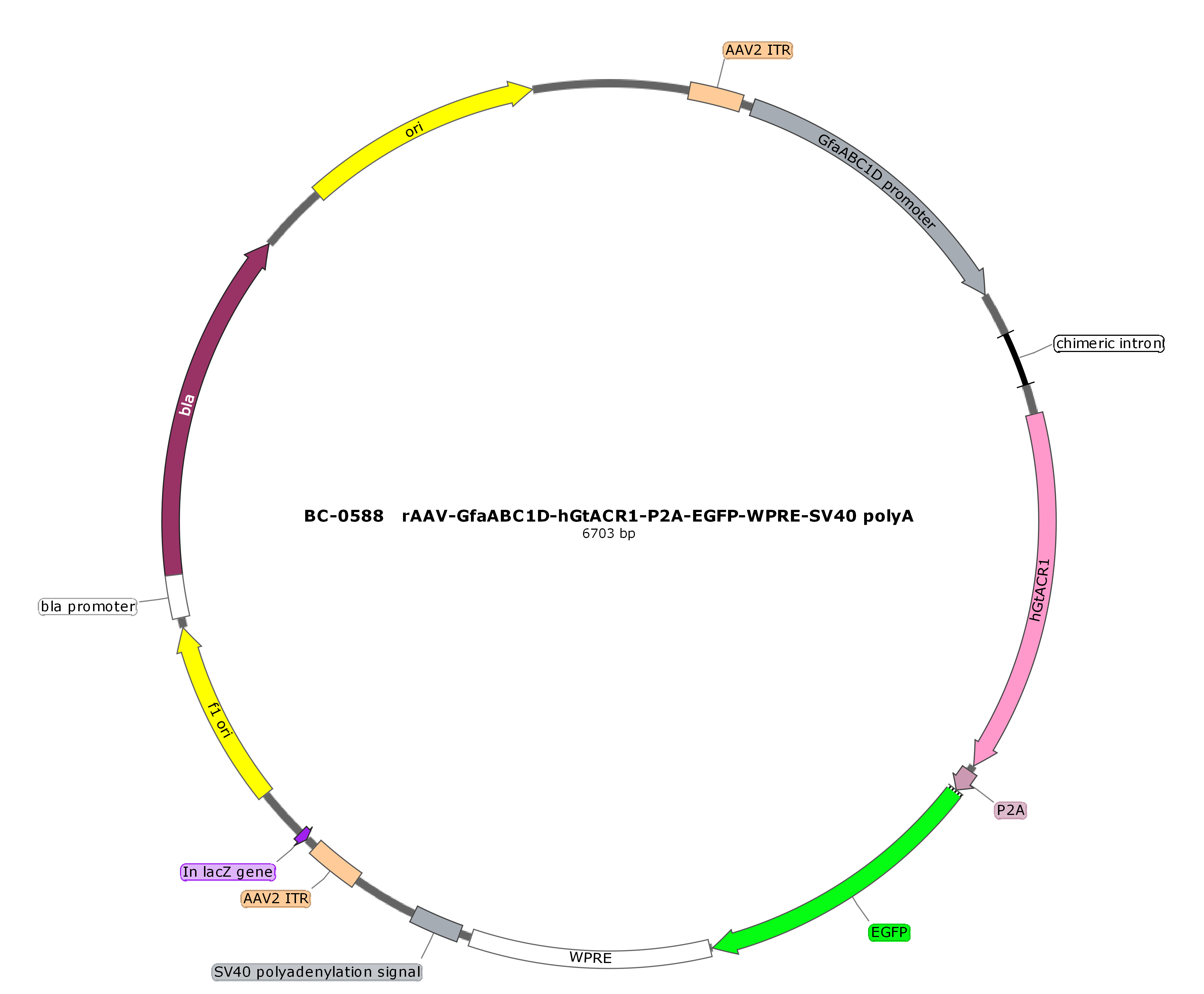 rAAV-GfaABC1D-hGtACR1-P2A-EGFP