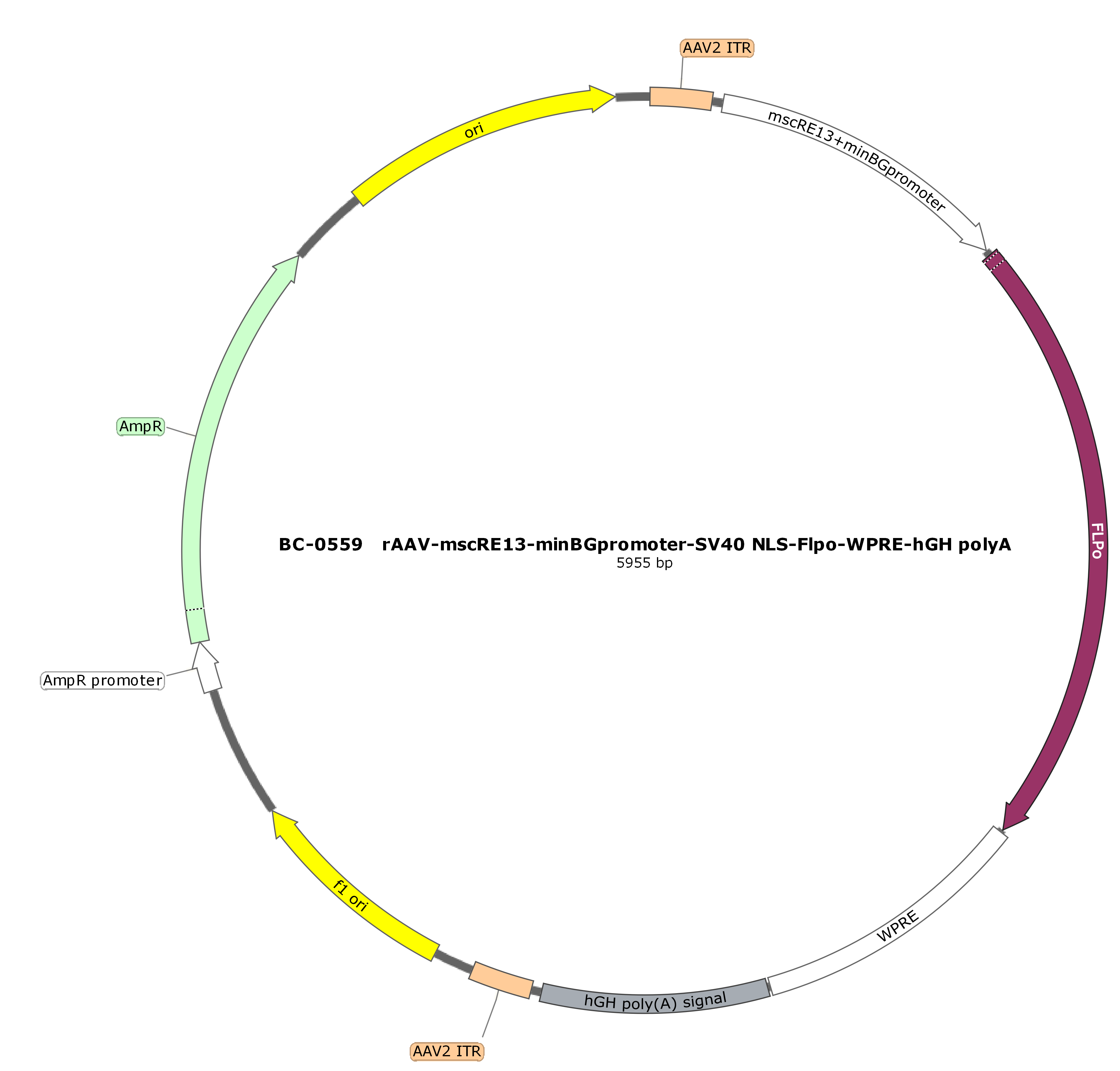 rAAV-mscRE13-minBGpromoter-SV40 NLS-Flpo