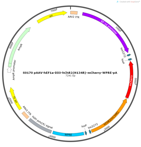 AAV2/4-hEF1a-DIO-hChR2(H134R)-mCherry-WPRE-pA