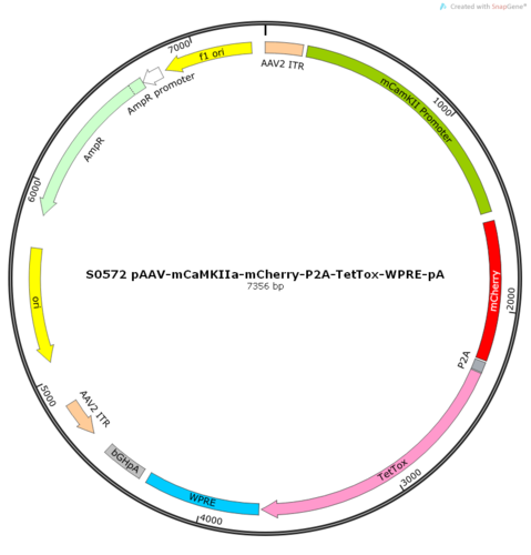 AAV2/9-mCaMKIIa-mCherry-P2A-TetTox-WPRE-pA