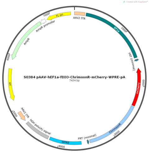 AAV2/8-hEF1a-fDIO-ChrimsonR-mCherry-ER2-WPRE-pA