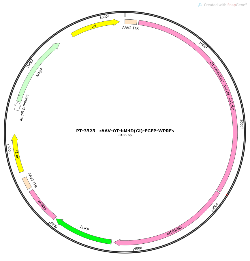 rAAV-OT-hM4D(Gi)-EGFP-WPREs