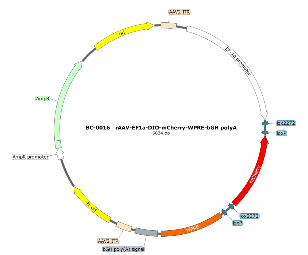 rAAV-Ef1α-DIO-mCherry-WPRE-hGH polyA
