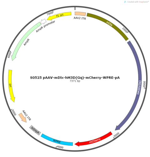 AAV2/9-mDlx-hM3D(Gq)-mCherry-ER2-WPRE-pA
