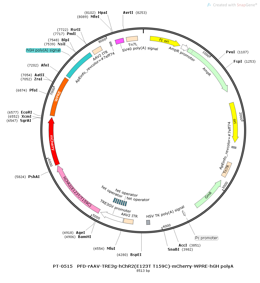rAAV-TRE3g-hChR2(E123T/T159C)-mCherry-WPRE-hGH polyA