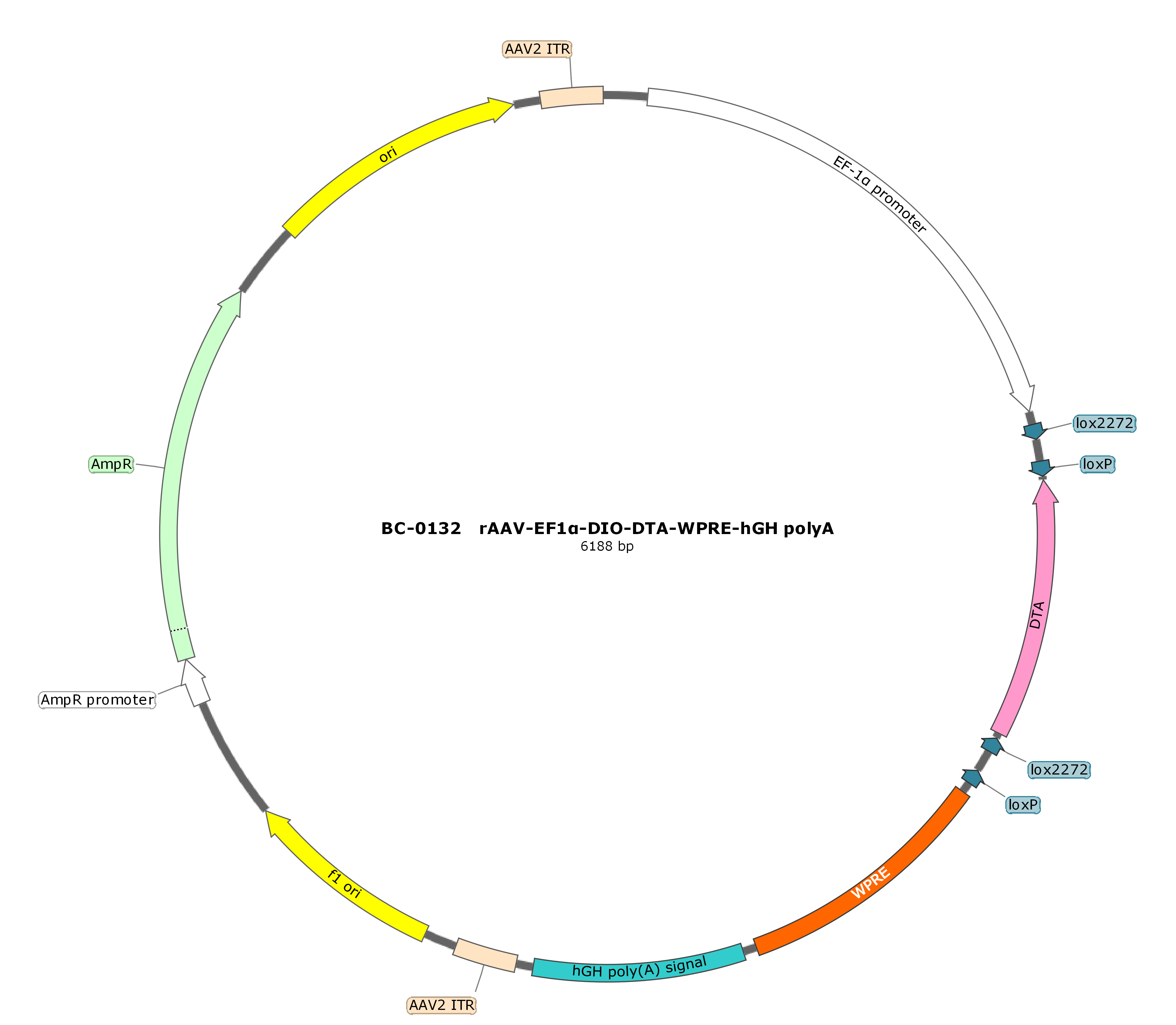 rAAV-EF1α-DIO-DTA-WPRE-hGH polyA