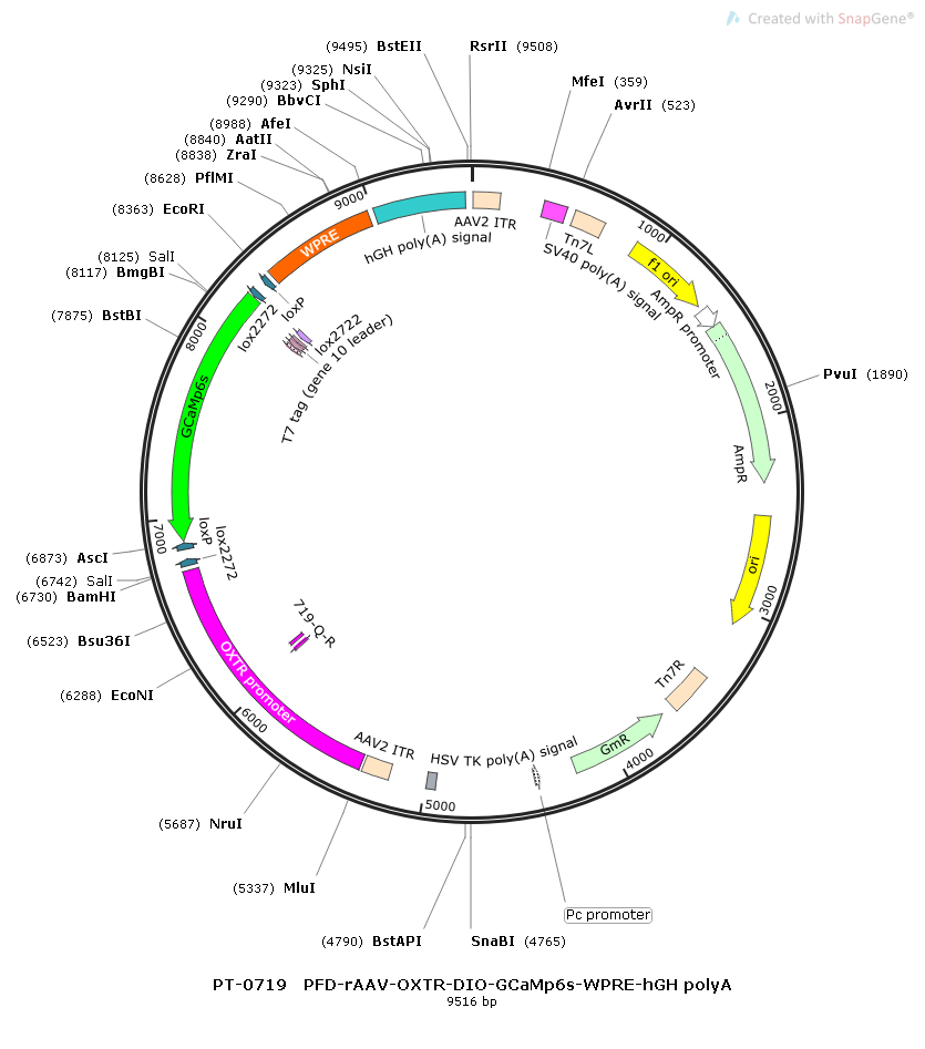 rAAV-OXTR-DIO-GCaMp6s-WPRE-hGH polyAc