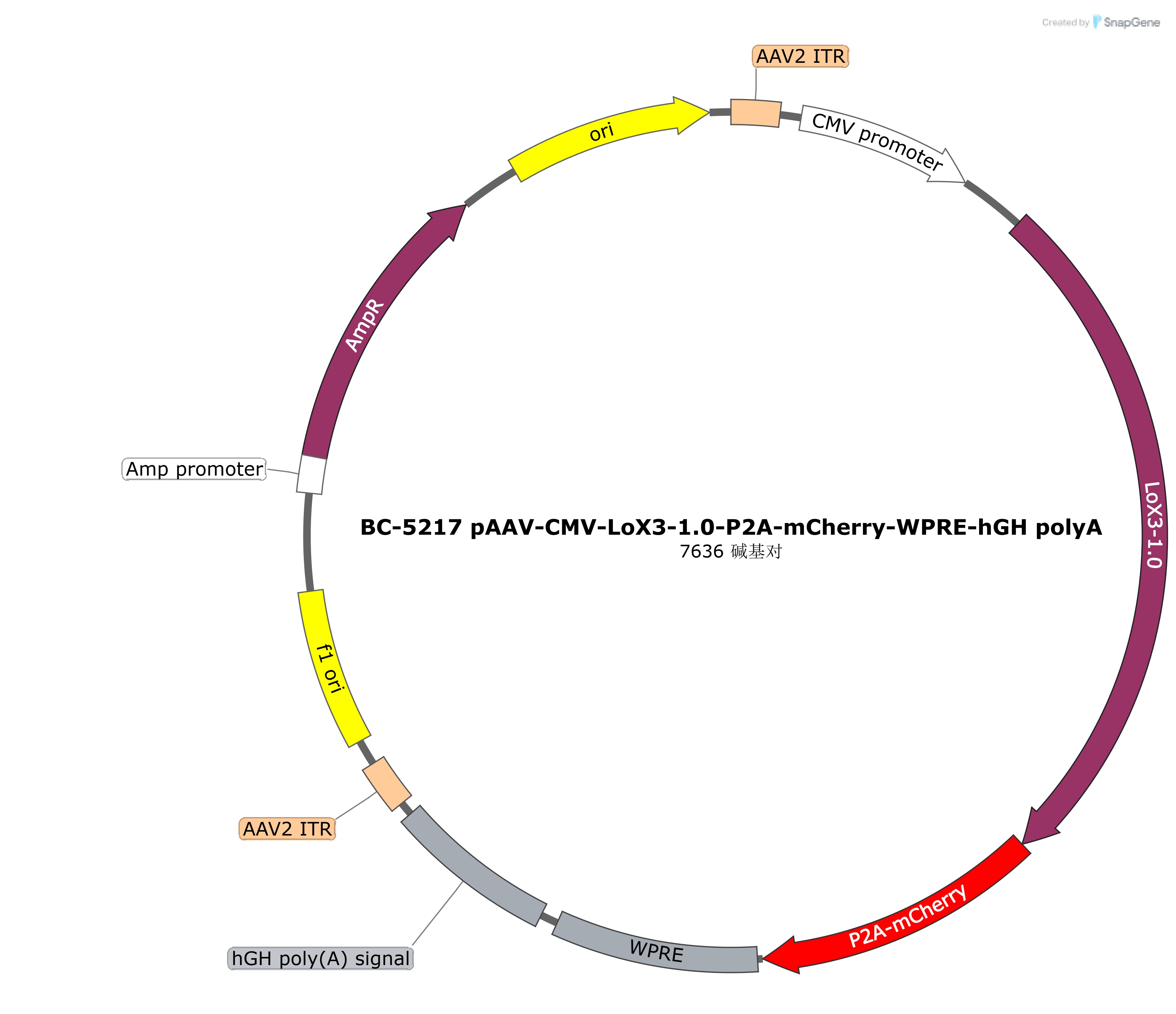 rAAV-CMV-LoX3-1.0-P2A-mCherry