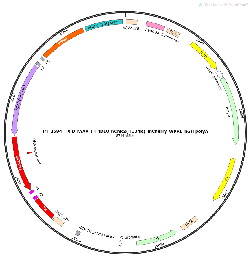 PFD-rAAV-TH-fDIO-hChR2(H134R)-mCherry-WPRE-hGH polyA