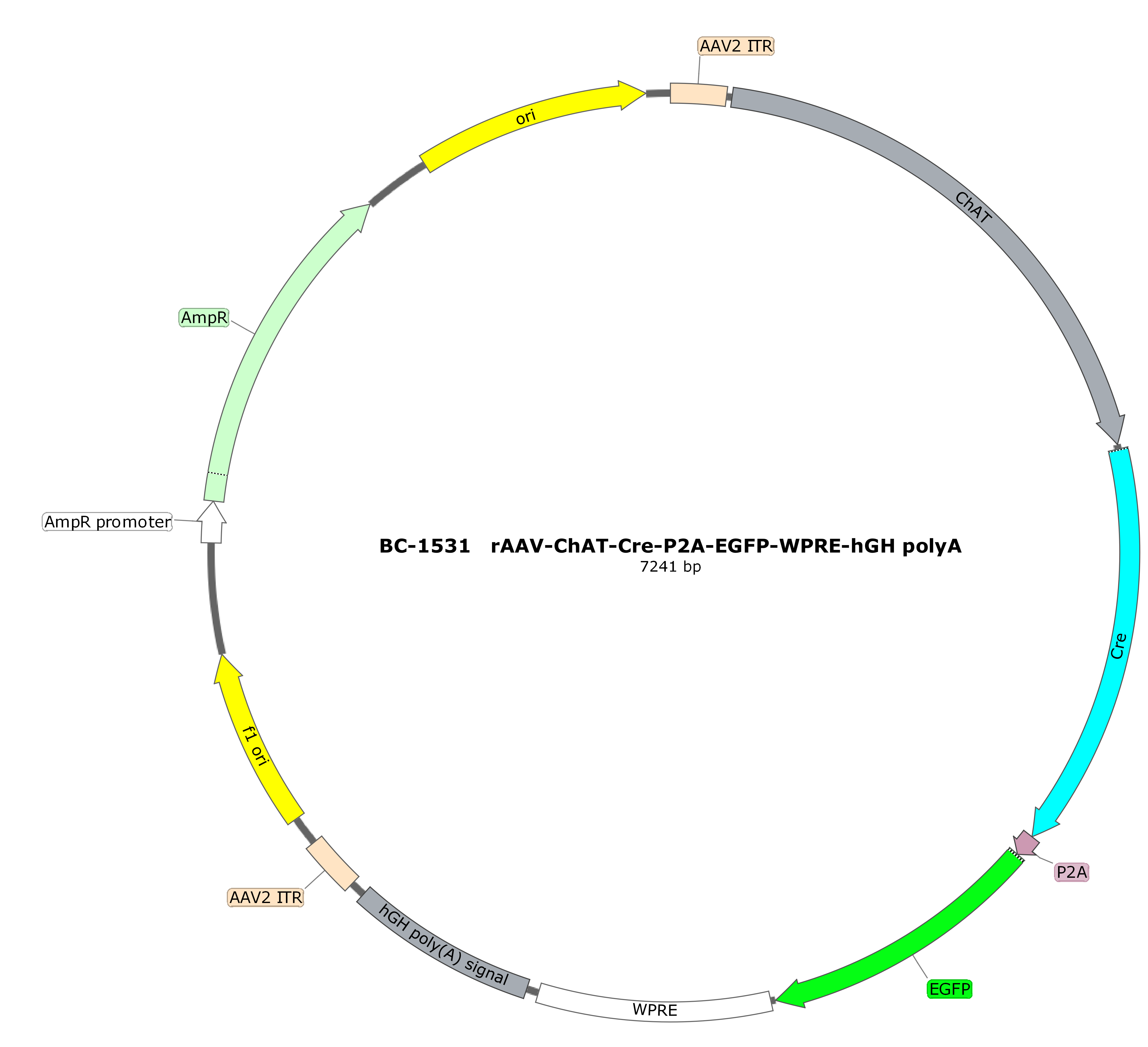 rAAV-ChAT-CRE-P2A-EGFP-WPRE-hGH polyA