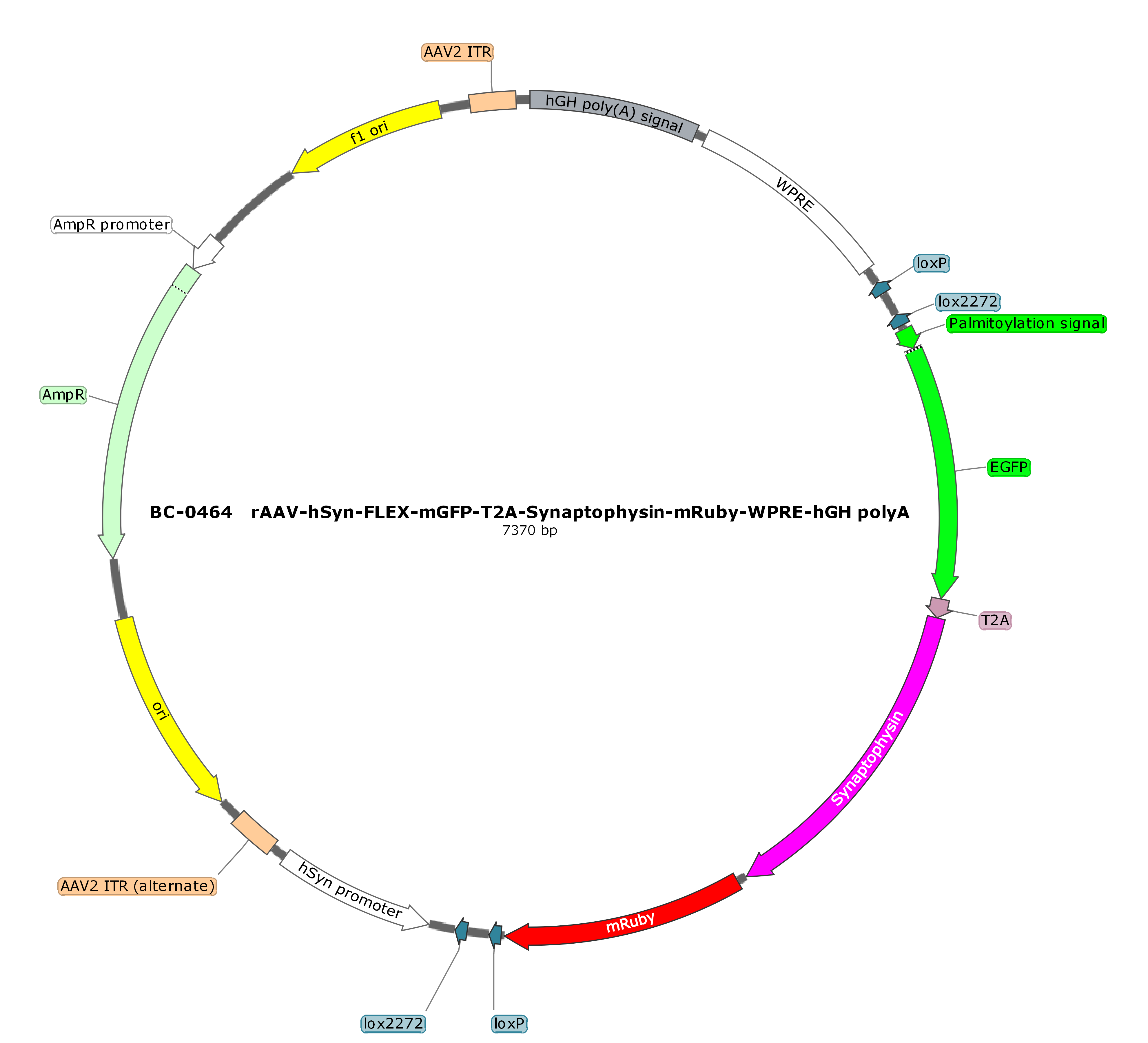 PFD-rAAV-hSyn-DIO-mGFP-T2A-Synaptophysin-mRuby-WPRE-hGH polyA