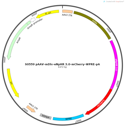 AAV2/9-mDlx-eNpHR 3.0-mCherry-WPRE-pA