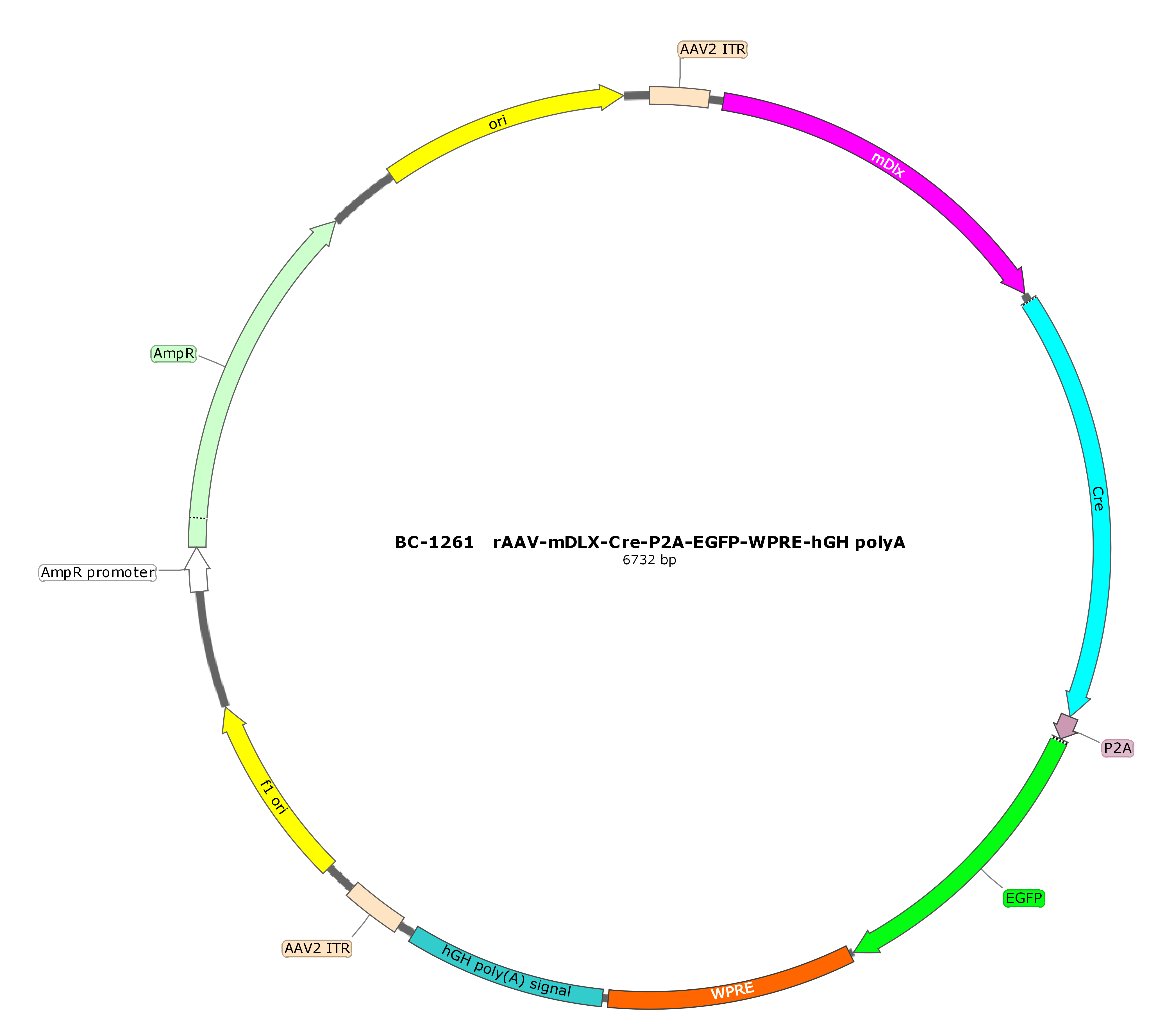 rAAV-mDlx-Cre-P2A-EGFP