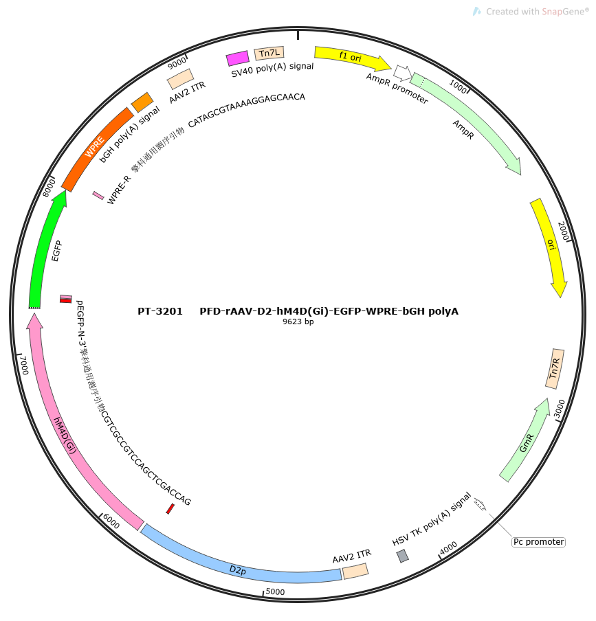 rAAV-D2-hM4D(Gi)-EGFP-WPRE-hGH polyA