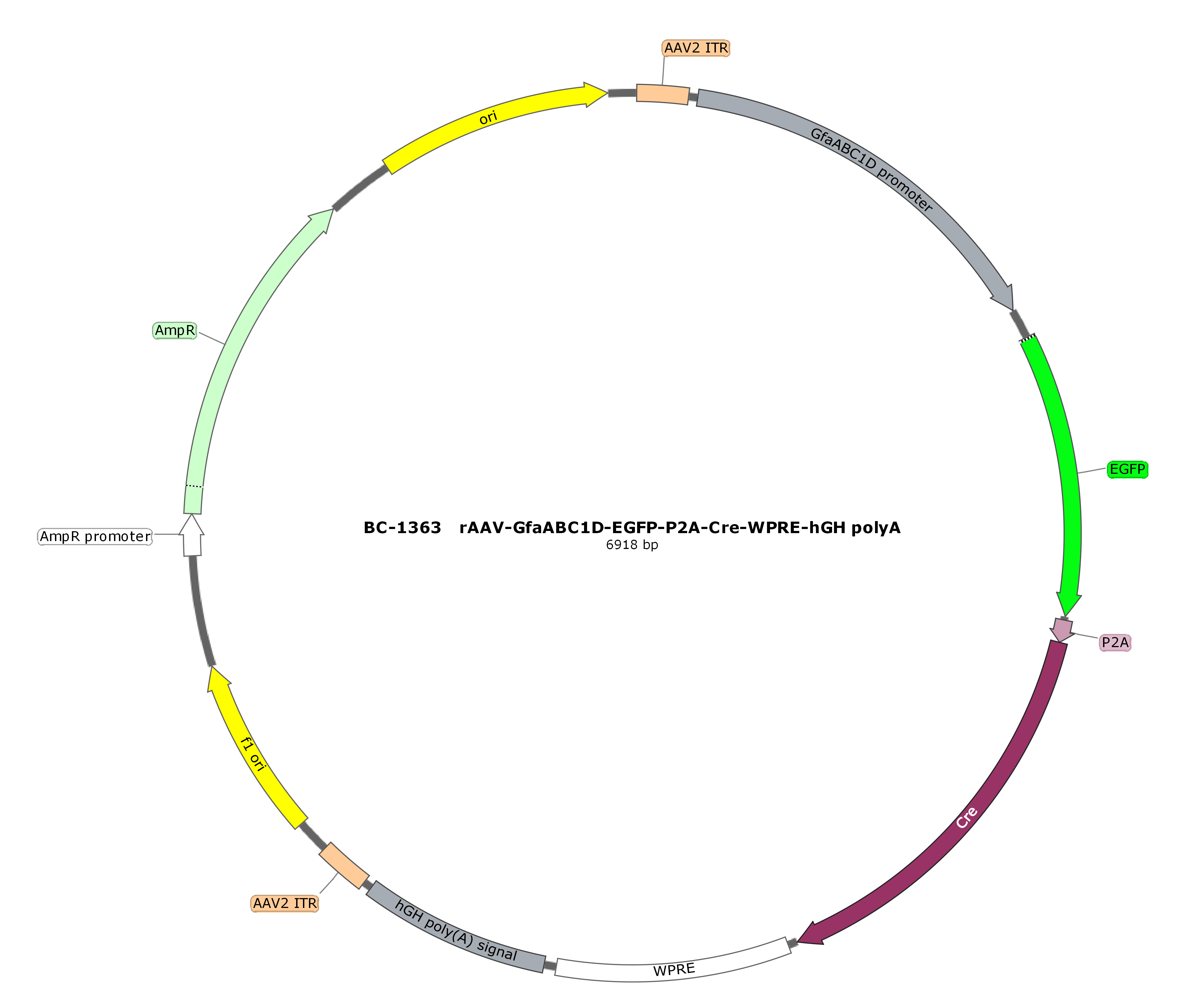 rAAV-GfaABC1D-EGFP-P2A-Cre