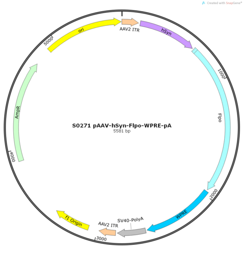AAV2/9-hSyn-Flpo-WPRE-pA