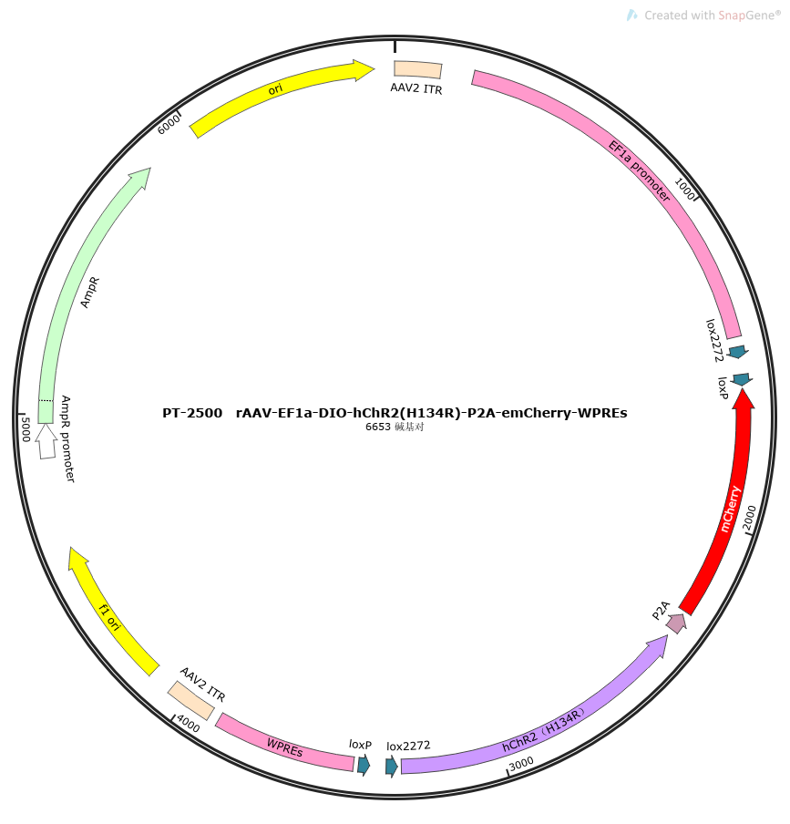 rAAV-EF1a-DIO-hChR2(H134R)-P2A-mCherry-WPREs
