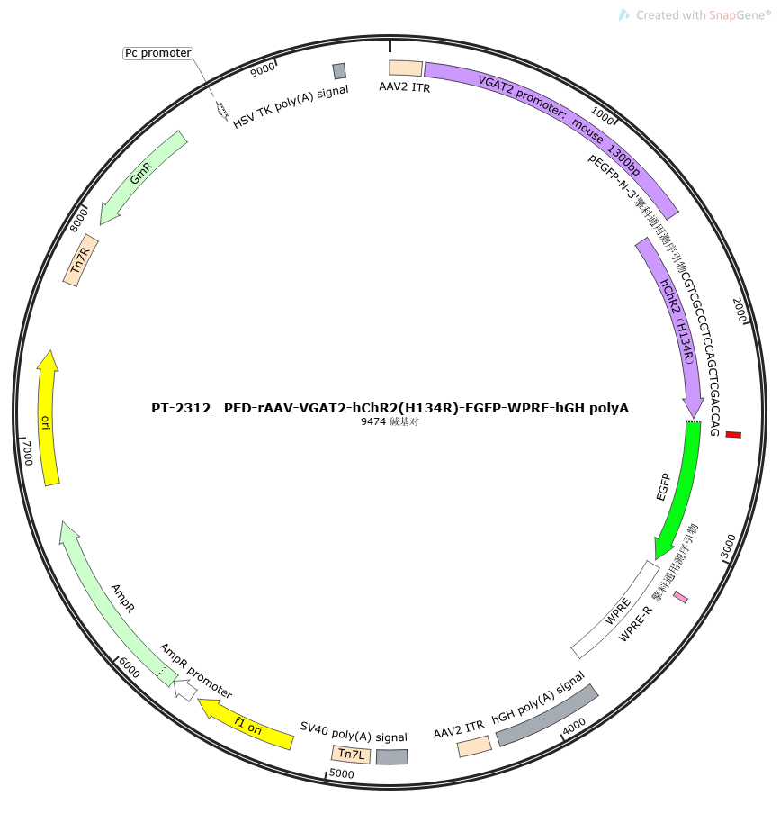 PFD-rAAV-VGAT2-hChR2(H134R)-EGFP-WPRE-hGH polyA
