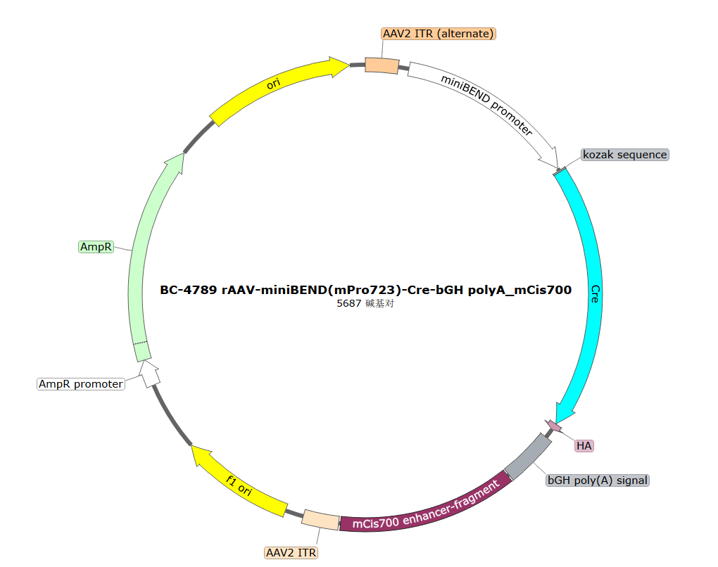 rAAV-miniBEND(mPro723)-Cre-bGHpolyA-mCis700