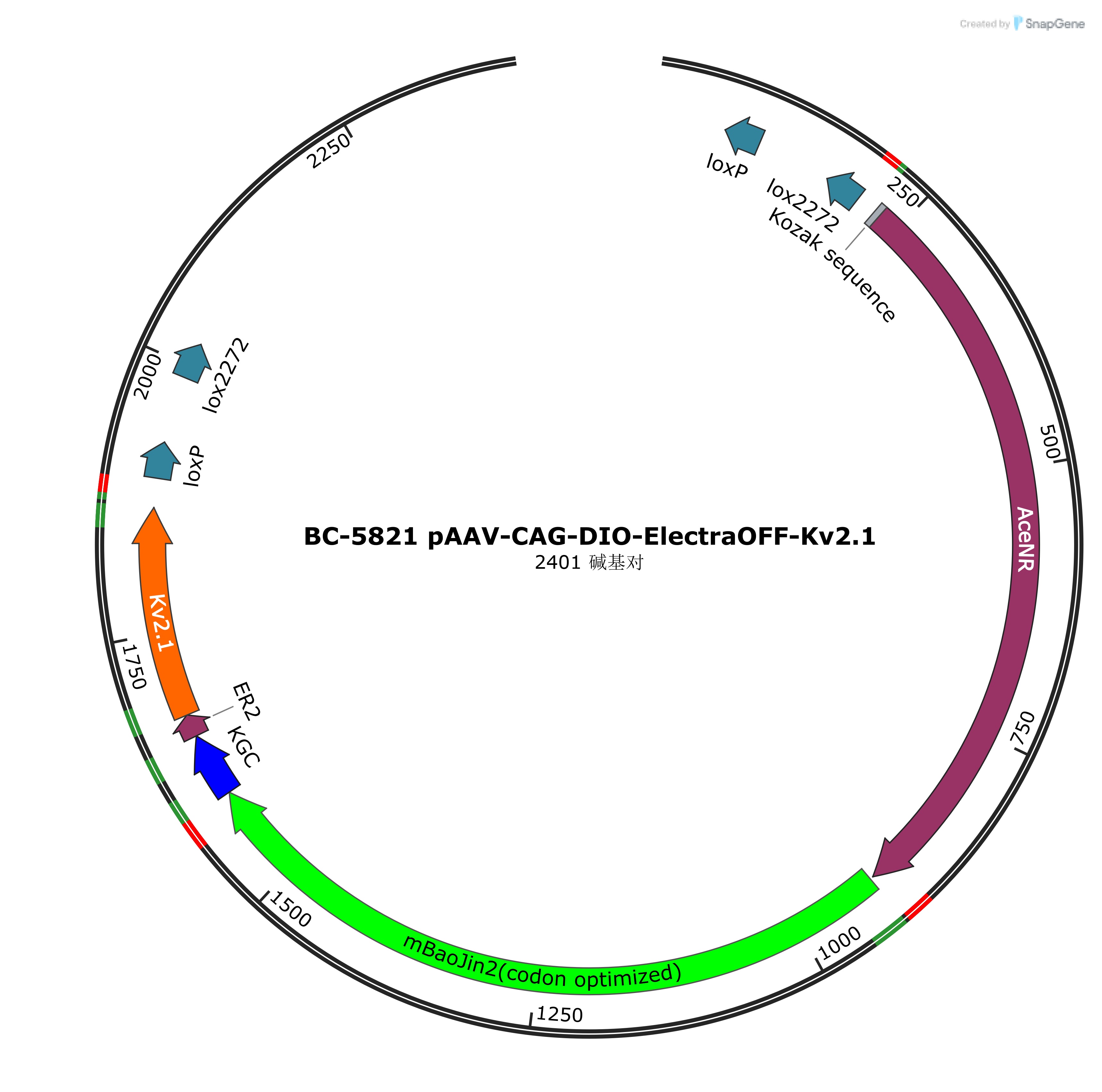 rAAV-CAG-DIO-ElectraOFF-Kv2.1
