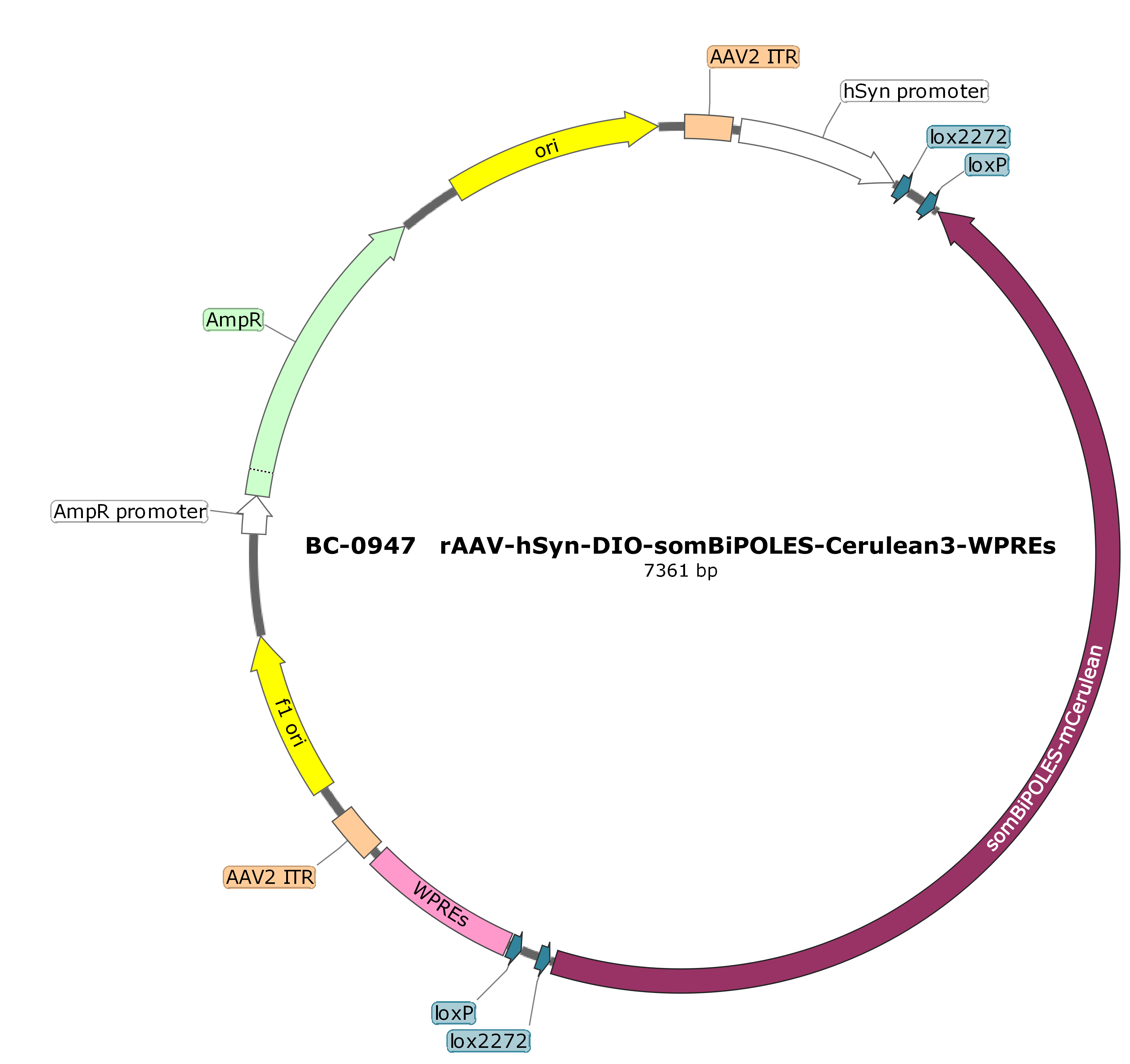 rAAV-hSyn-DIO-somBiPOLES-mCerulean3