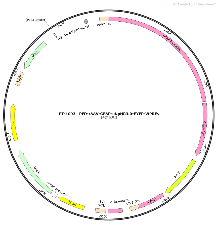 rAAV-GFAP-eNpHR3.0-EYFP-WPREs