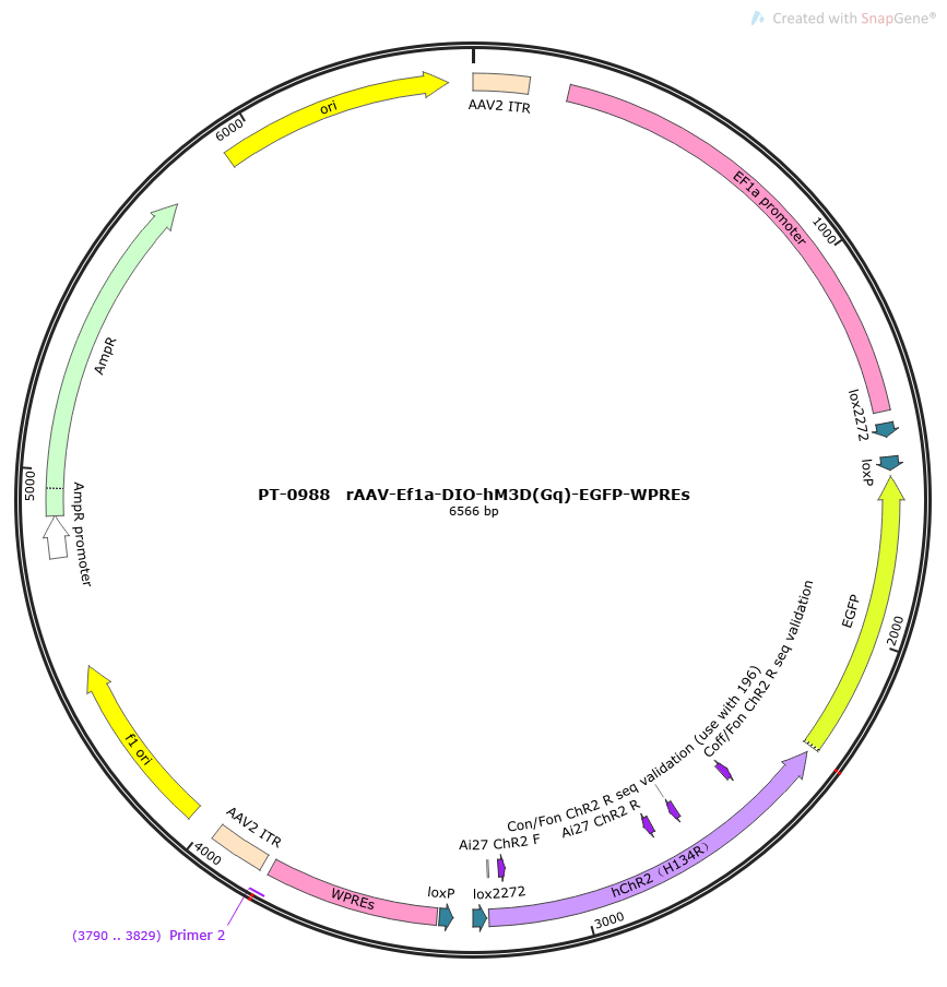 rAAV-EF1a-DO-hChR2(H134R)-mCherry-WPREs