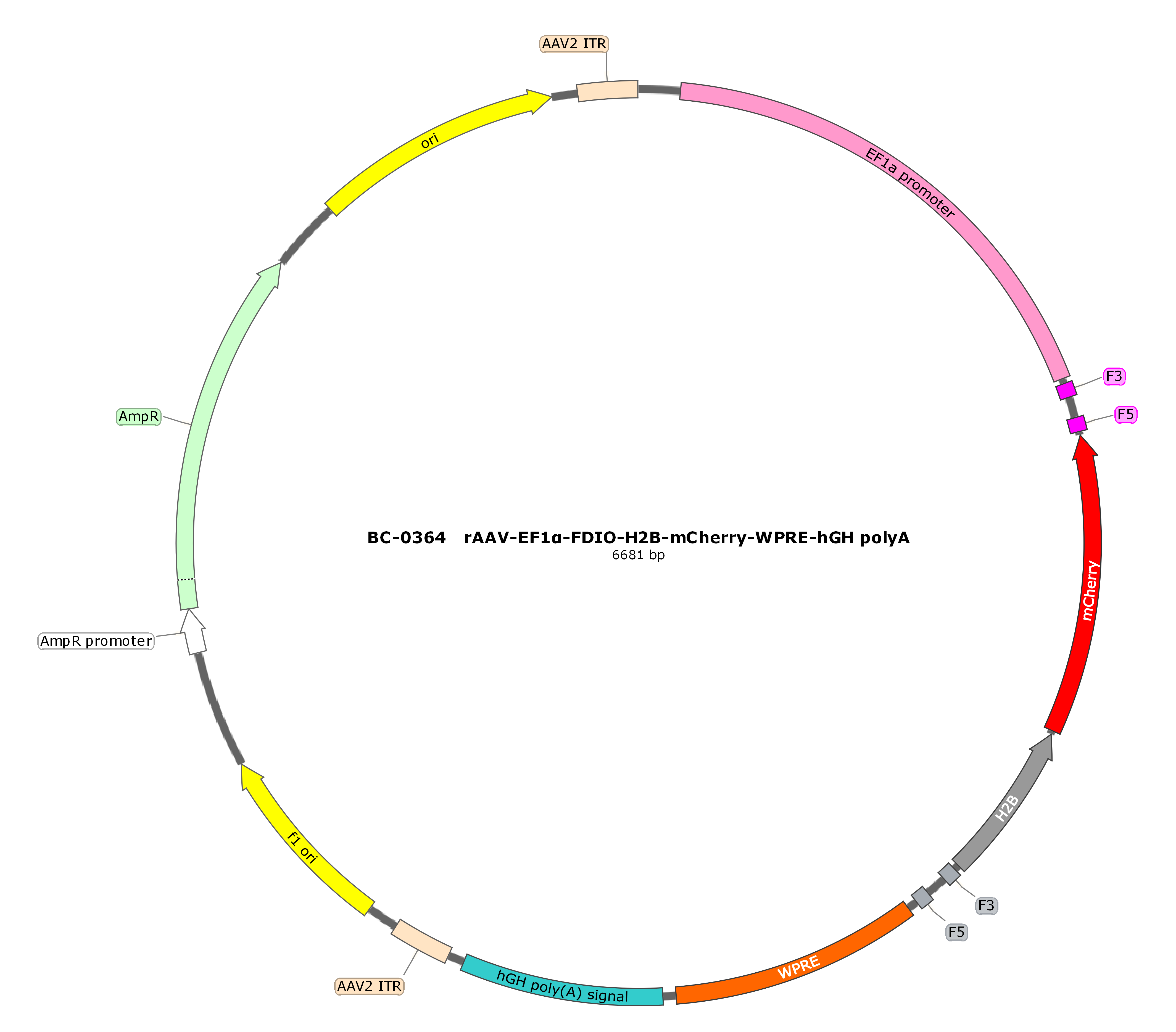 rAAV-EF1α-FDIO-H2B-mCherry